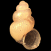 ﻿Two new phreatic snails (Mollusca, C ...