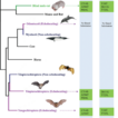Contributions of molecular and cranial ...
