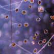 A biofilm micro-community dominated by ...