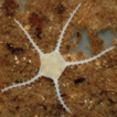 Amphicutis stygobita (Echinodermata, ...