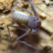 Whip spiders (Arachnida, Amblypigi) from ...