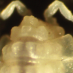 Baeticoniscus carmonaensis sp. nov. a ...