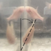 Cavefish dorsoventral axis angle during ...