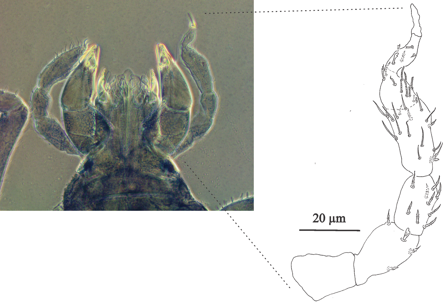 Neocarus spelaion sp. n.: Ventral (A) and dorsal (B) view of the palp