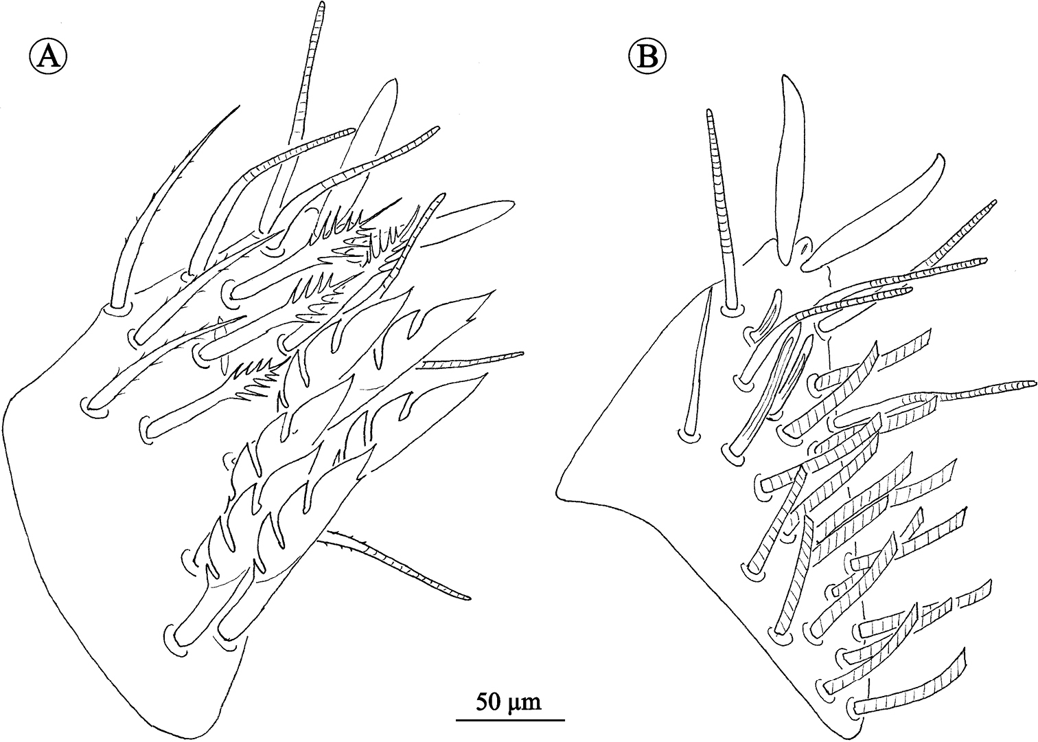 PDF) Neocarus spelaion sp. n. (Parasitiformes, Opilioacaridae), a