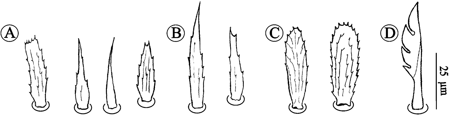Neocarus spelaion sp. n.: Ventral (A) and dorsal (B) view of the