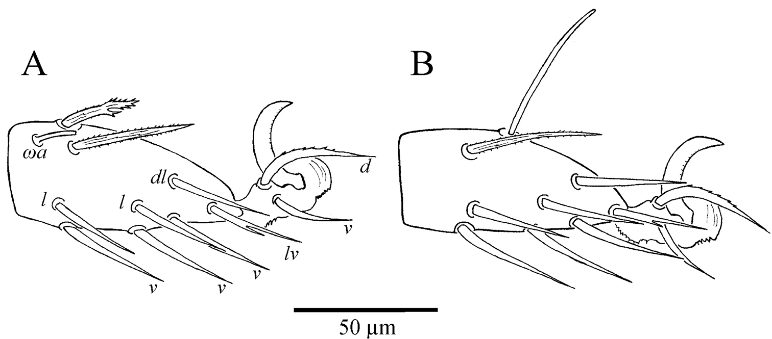 Neocarus spelaion sp. n.: Ventral (A) and dorsal (B) view of the