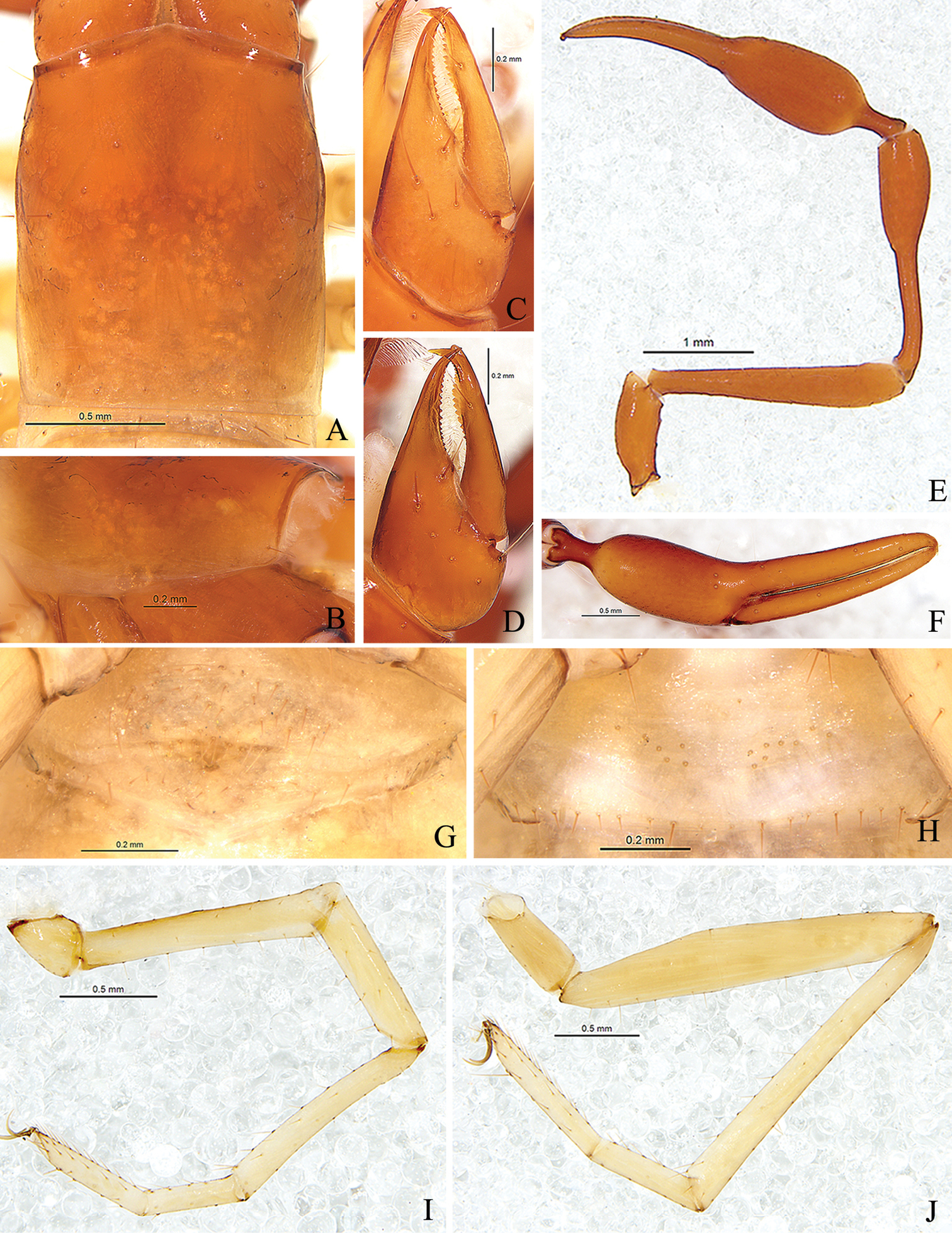 Cave Dwelling Pseudoscorpions Of China With Descriptions Of Four New Hypogean Species Of Parobisium Pseudoscorpiones Neobisiidae From Guizhou Province