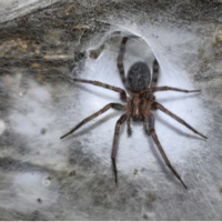 Colonial spider community in Sulfur Cave sustained by chemoautotrophy